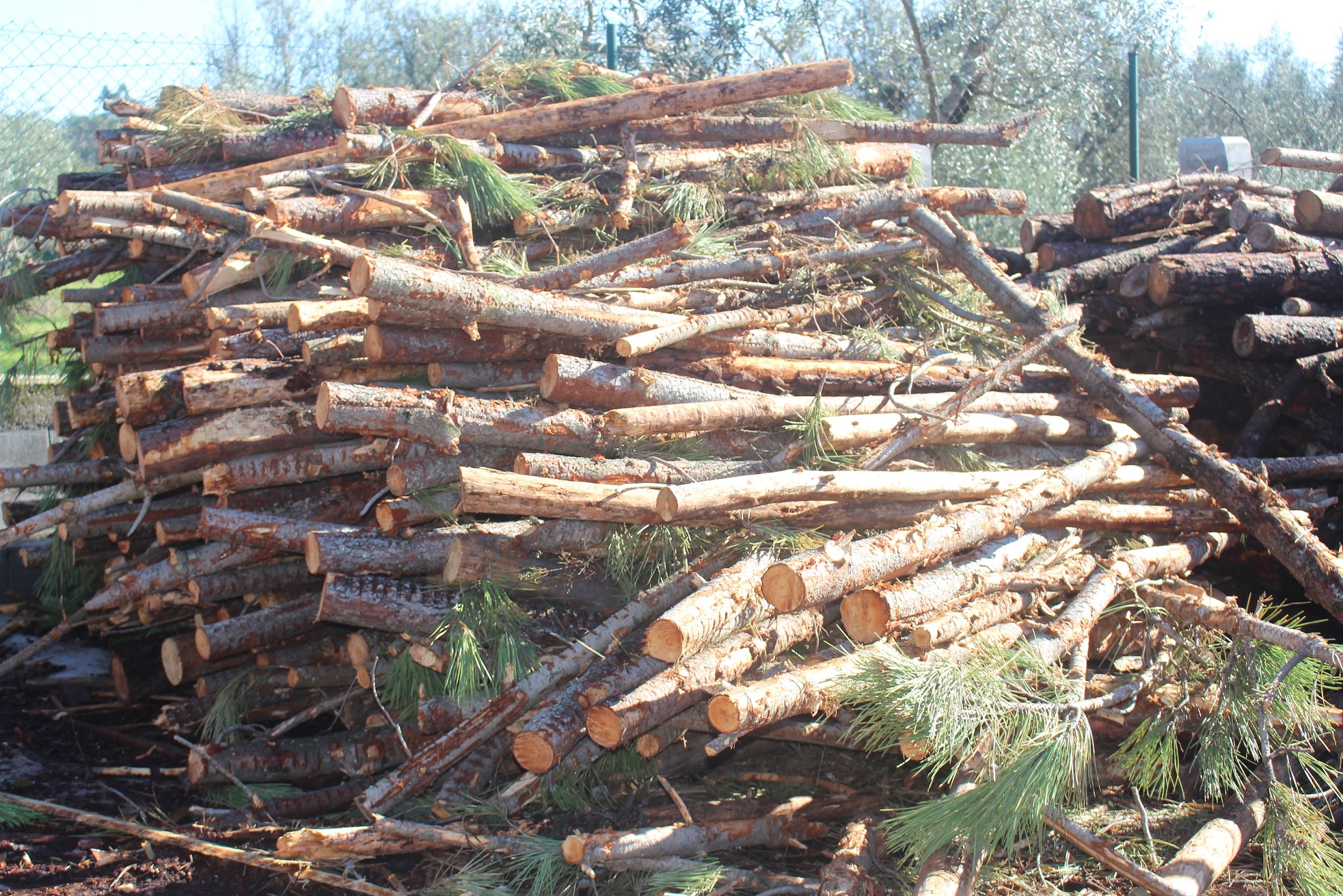 Madera en bruto